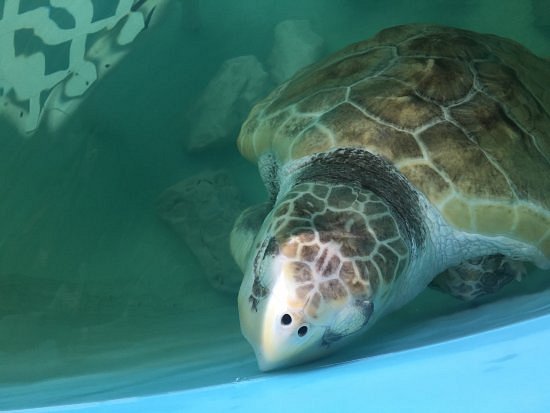 Sea Turtle, Inc. image