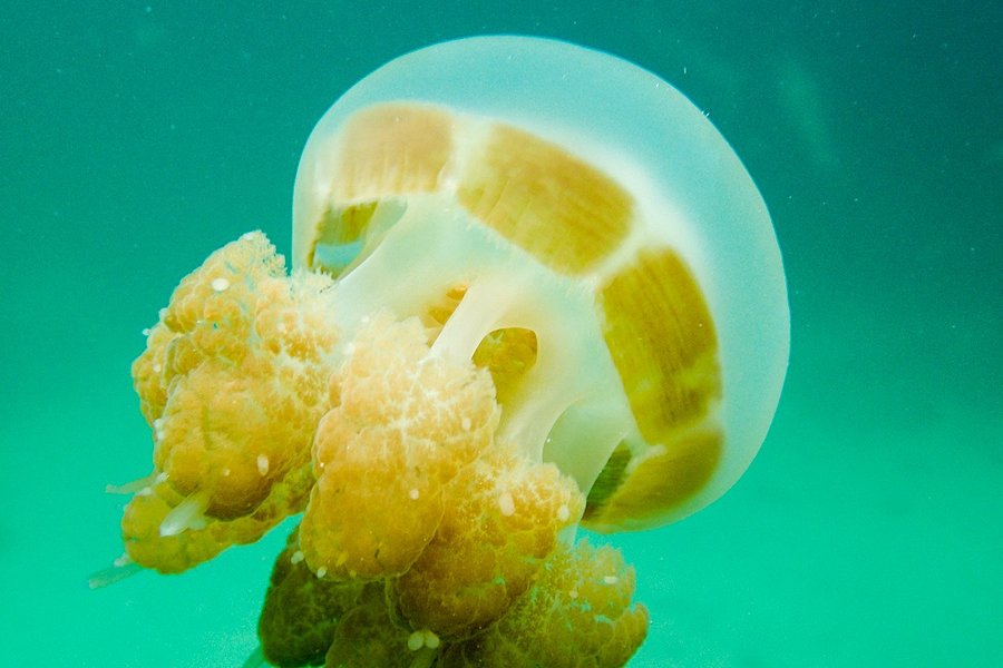 Sting-less Jellyfish Lake image