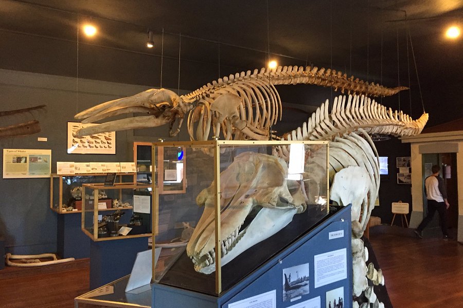 The Whale Museum image