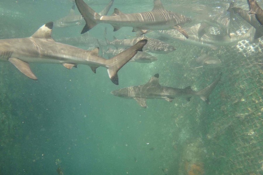Bali Sharks image