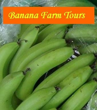 Banana Farm Tours image