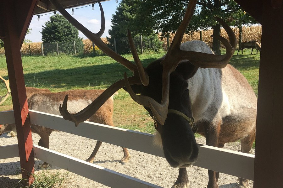 Hardy's Reindeer Ranch image