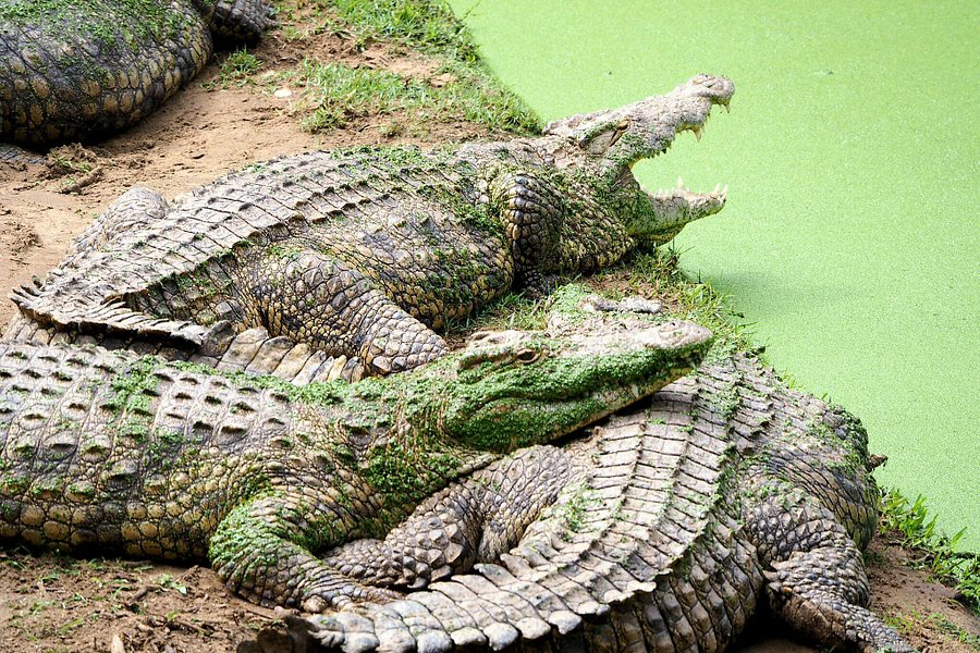 Crocodile Centre St Lucia image