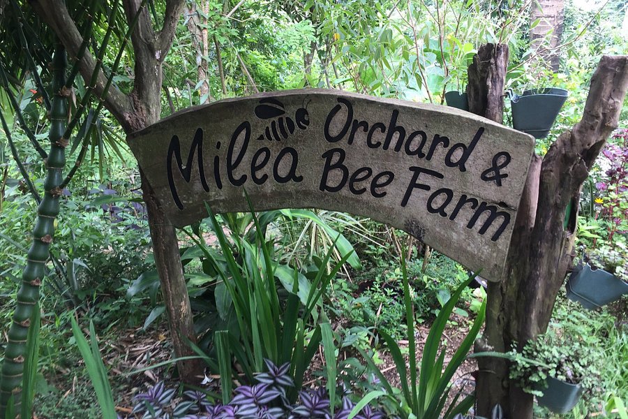 Milea Bee Farm image