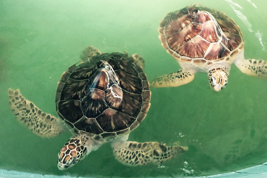 Royal Thai Navy Third Fleet Turtle Nursery image