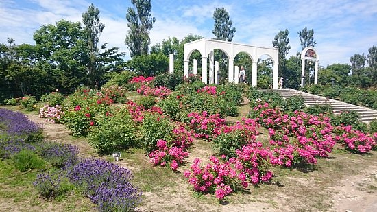 Haboro Rose Garden image