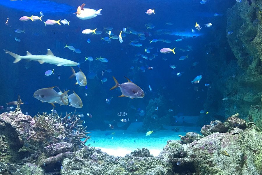 Sea Life Sydney Aquarium image