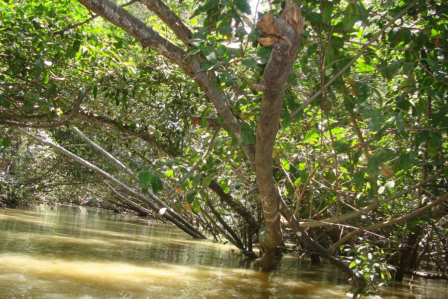 Isla Corazon Mangrove Reserve image