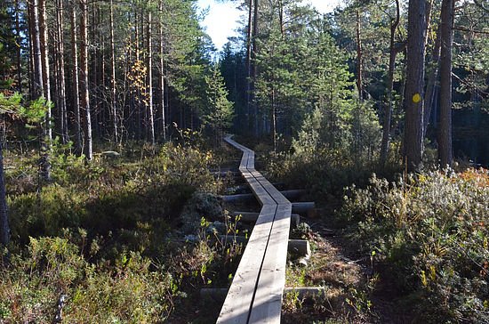 Southern Konnevesi National park image