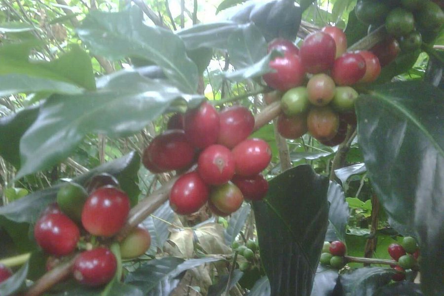 Wedang Sari Coffee Plantation image