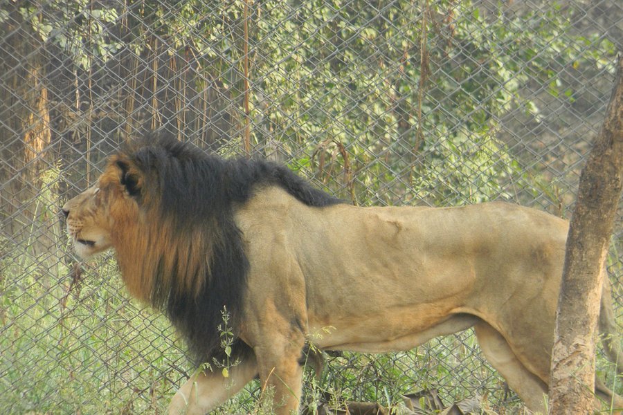 Nawab Wajid Ali Shah Zoological Garden image