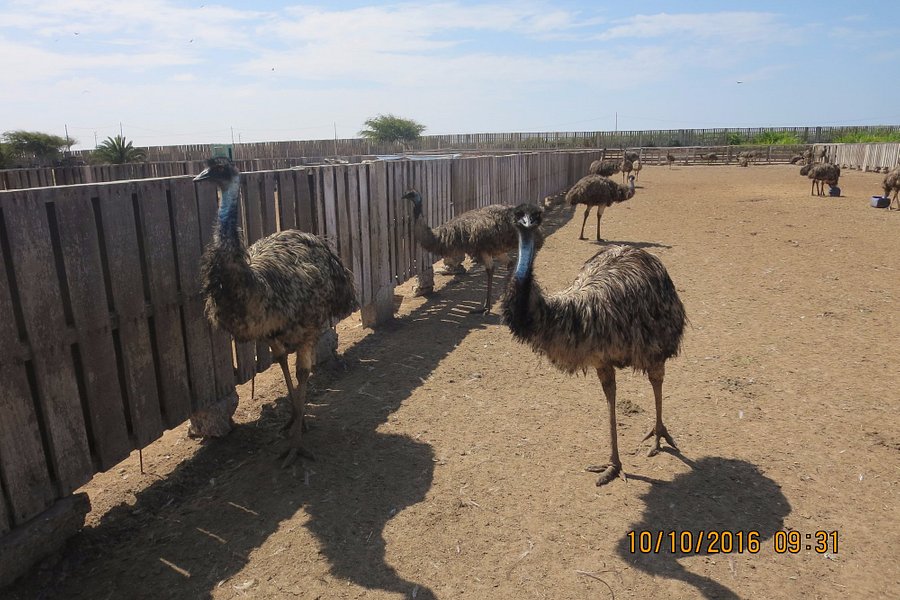 Aves Gigantes de Peru image