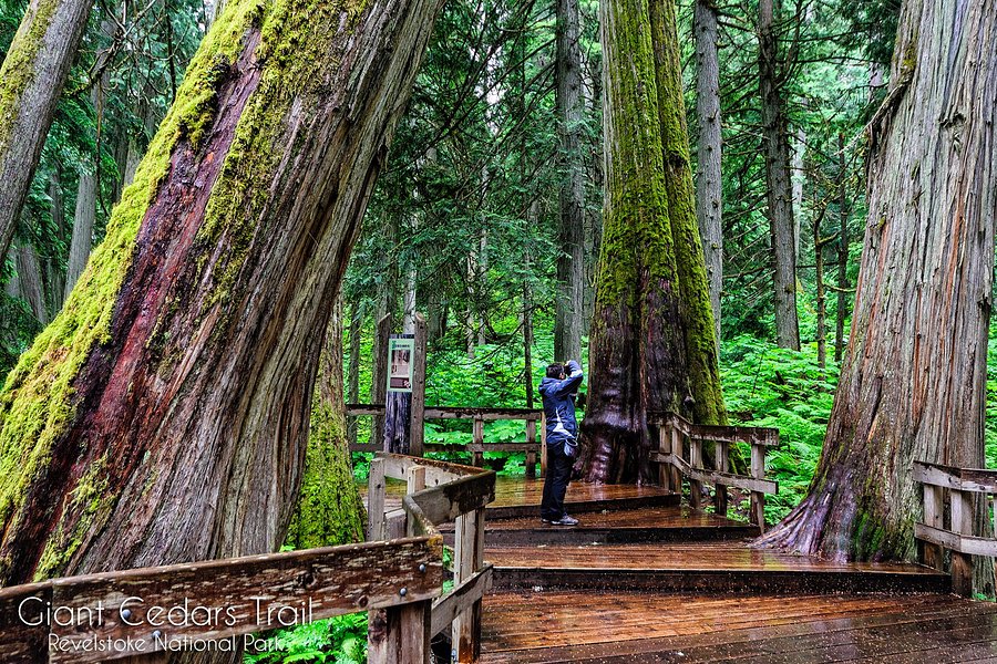 Giant Cedars Boardwalk Trail image