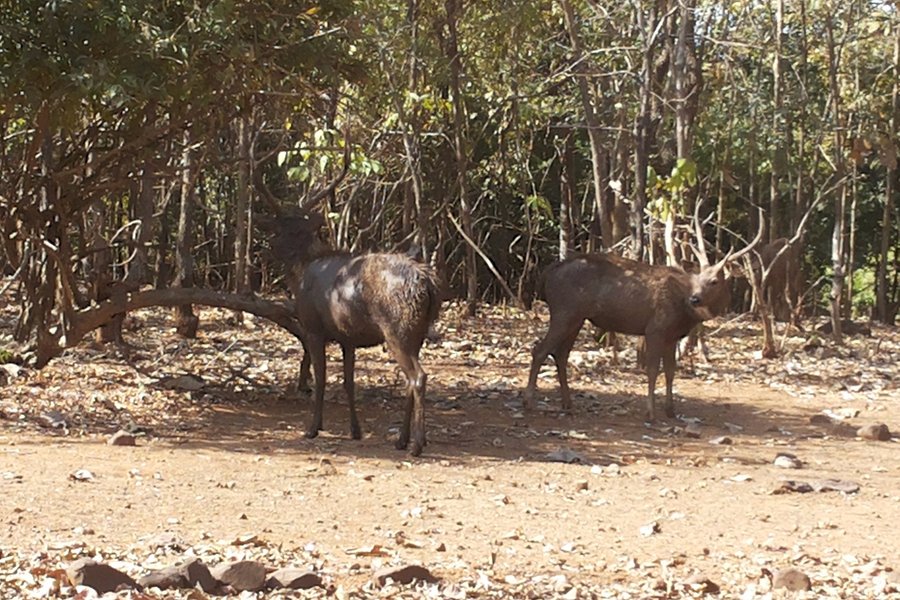 Deer Park image