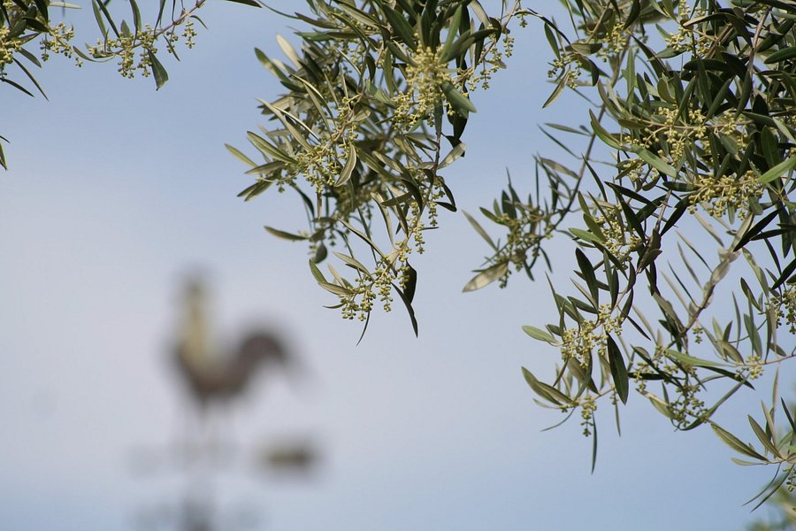 Lodestar California Olive Oil image