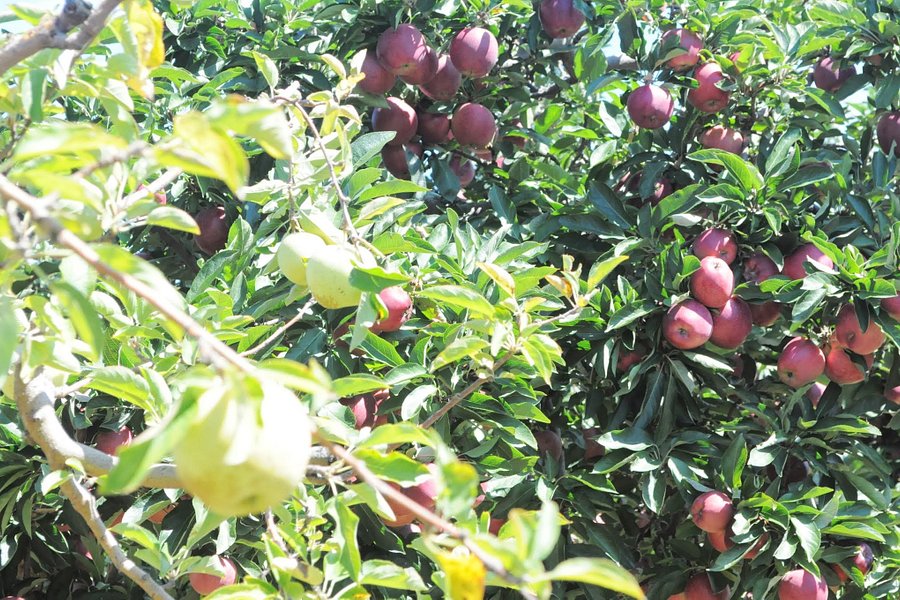 Hartland Family Orchard image