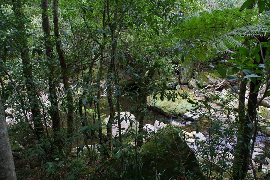 Minnamurra Rain Forest Centre image