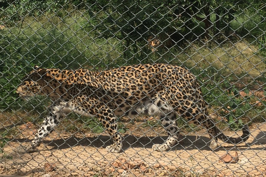 Sajjangarh Wildlife Sanctuary image
