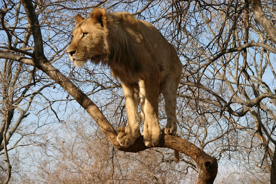 Lion Walk Safari image