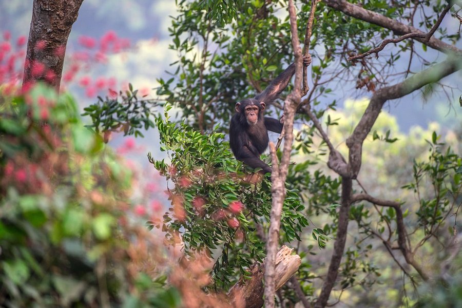 Tacugama Chimpanzee Sanctuary image