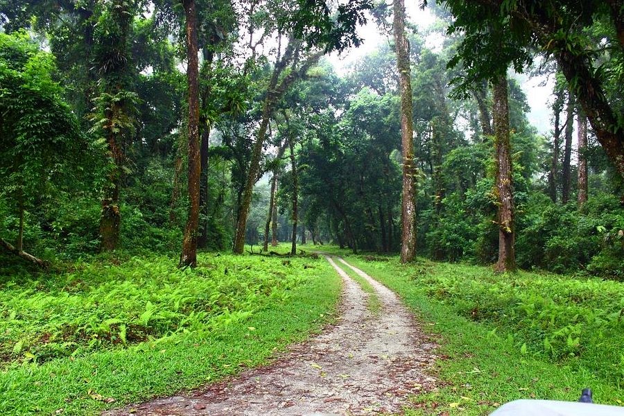 Gorumara National Park image