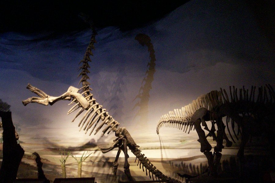 Museo Paleontologico Egidio Feruglio image