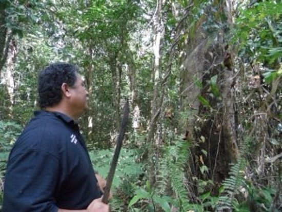Ebony Rainforest Tours image