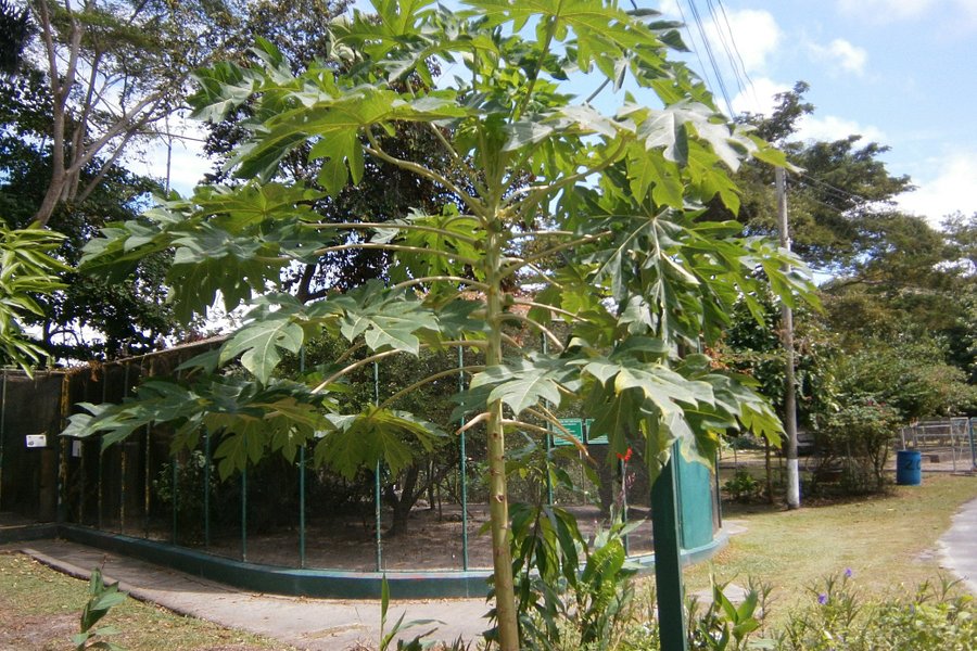 Guyana Zoological Park image