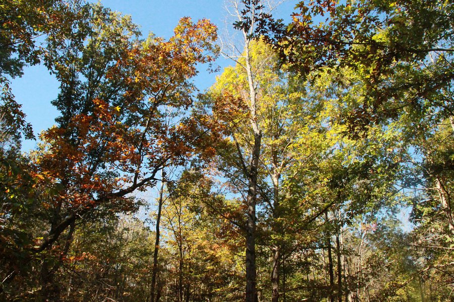 Uwharrie National Forest image