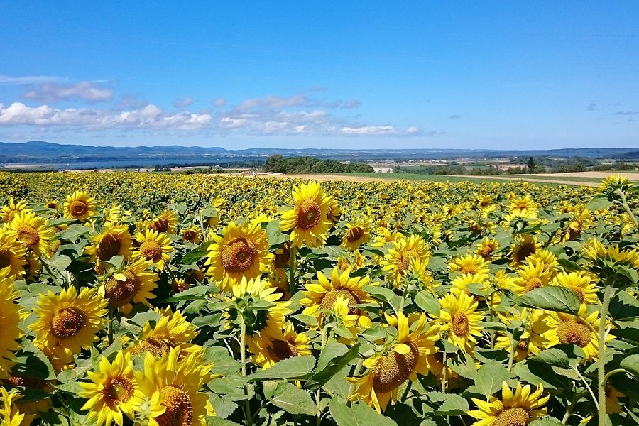 Ozora-cho Sunflower Farm image