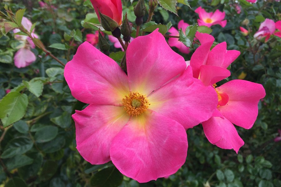 National Rose Garden image