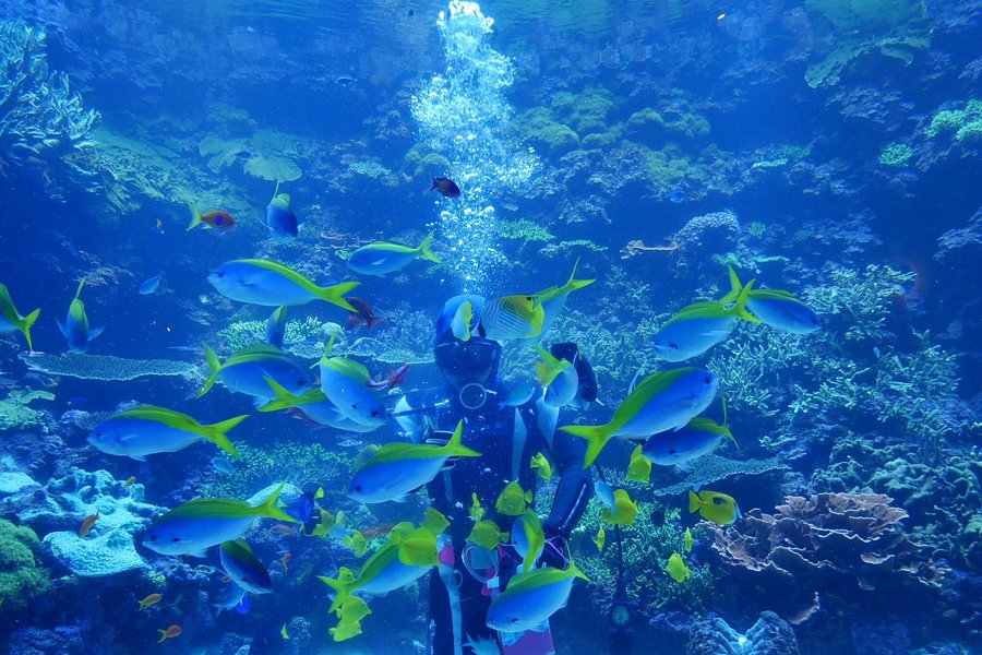 Oita Marine Palace Aquarium Umitamago image