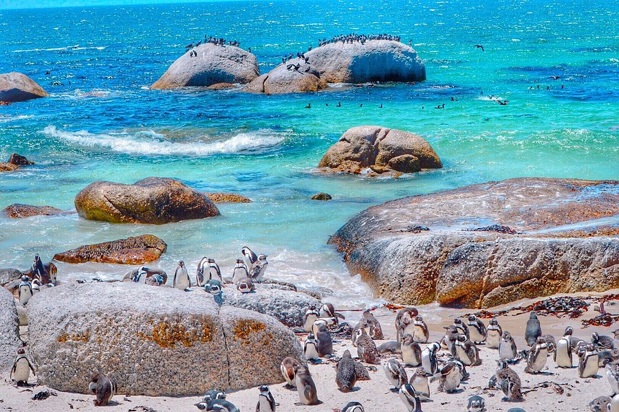 Boulders Beach Penguin Colony image