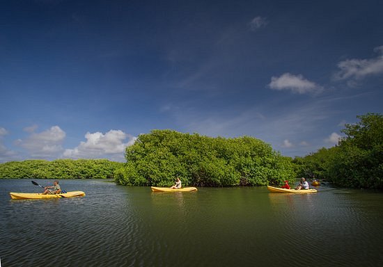 Mangrove Information Center image