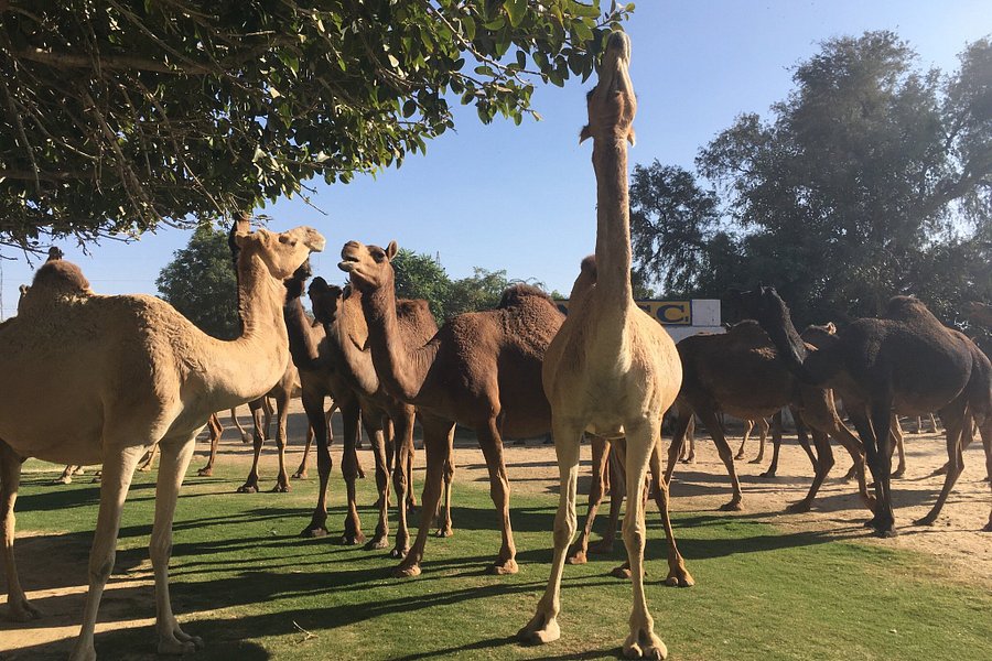 National Research Centre on Camel image