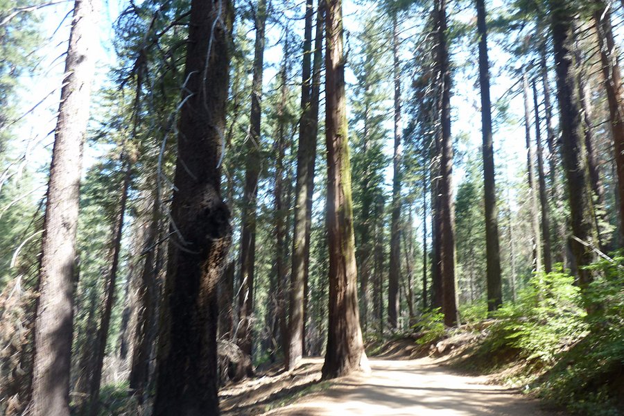 Tuolumne Grove of Giant Sequoias image