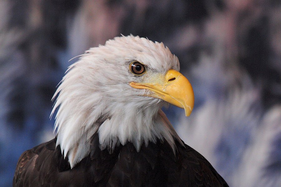 American Bald Eagle Foundation image