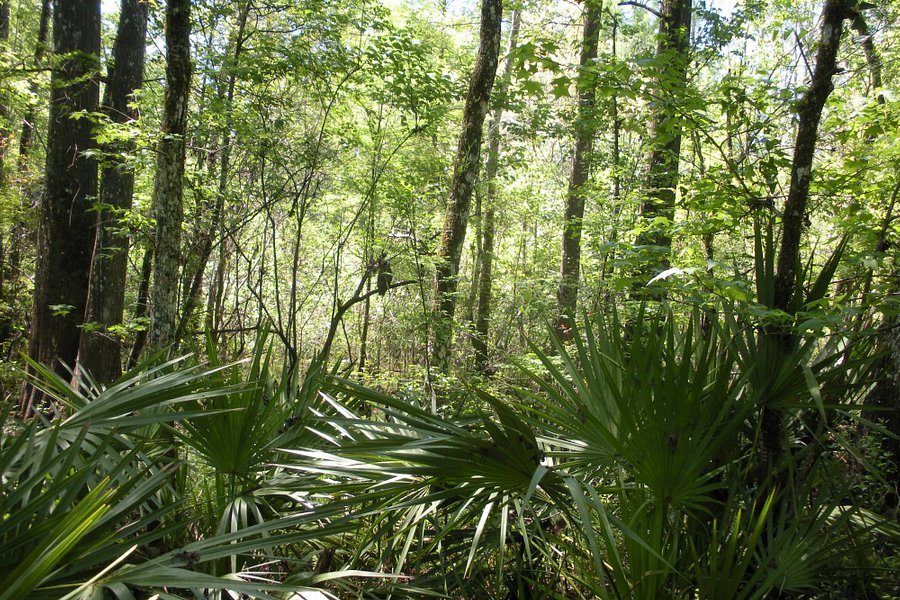 Withlacoochee State Forest image