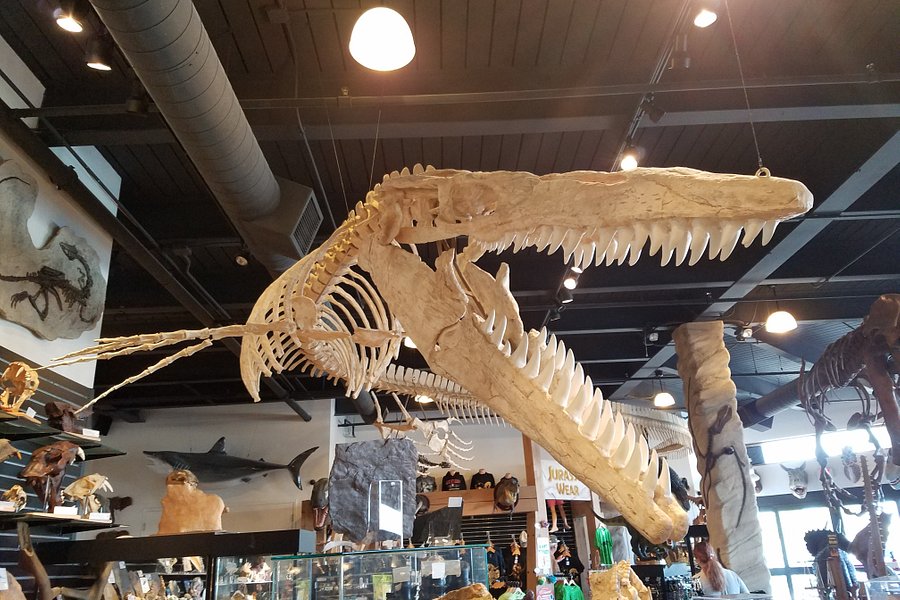 The Dinosaur Store image