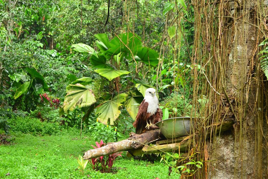 Philippine Eagle Center image