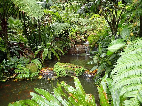 Tropical Spice Garden image