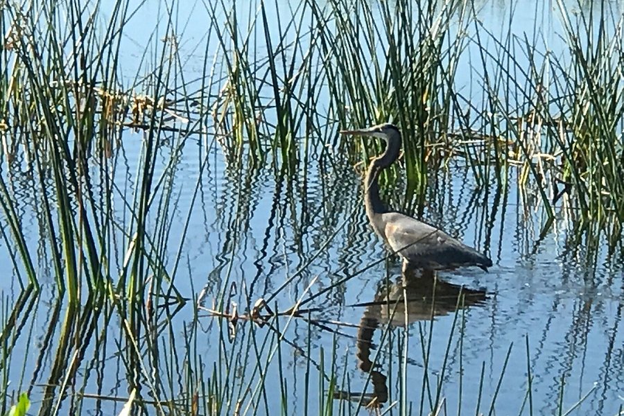 Indian River County wetlands image