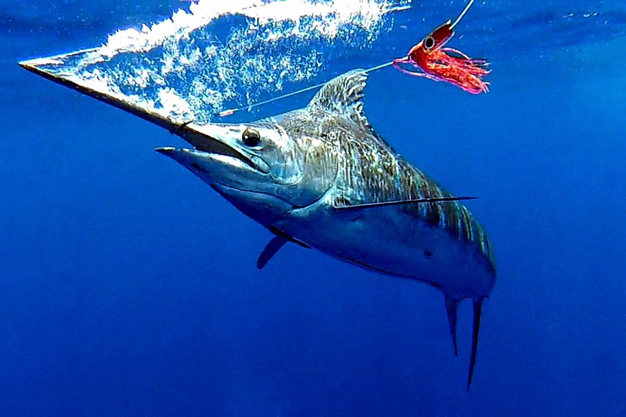 Bahia Sportfishing Ltda image