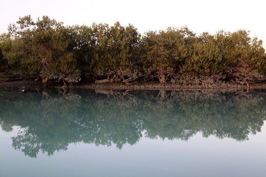 Mangrove Forests of Qeshm image