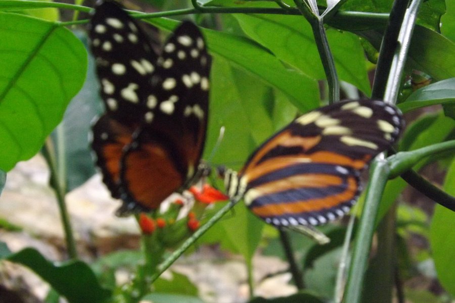 Butterfly Gardens image