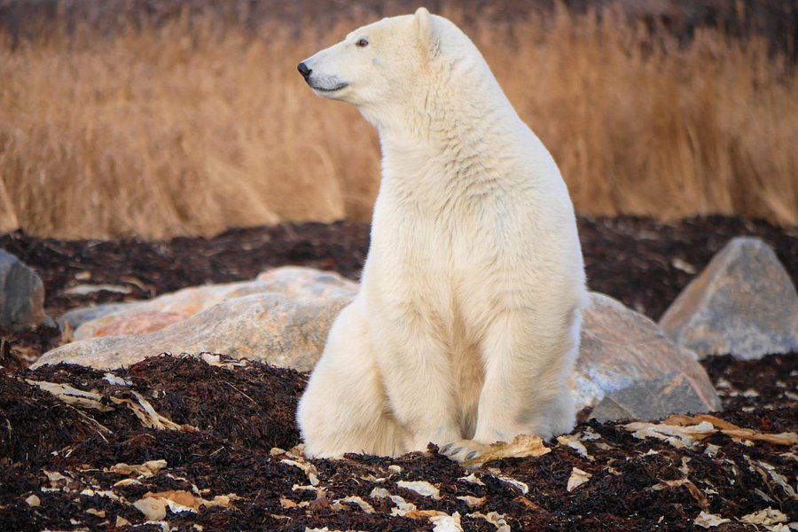 Seal River Fall Polar Bear Photography Tour image