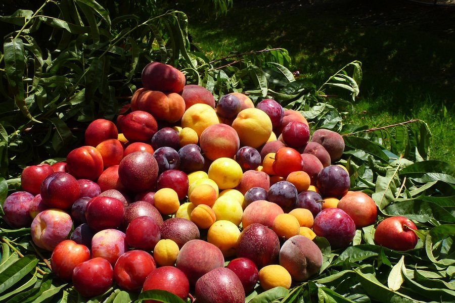 Rayner's Orchard image