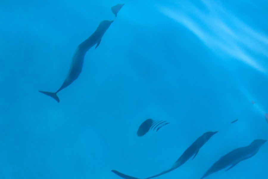 Dolphin House - Sha'ab Samadai Reef image
