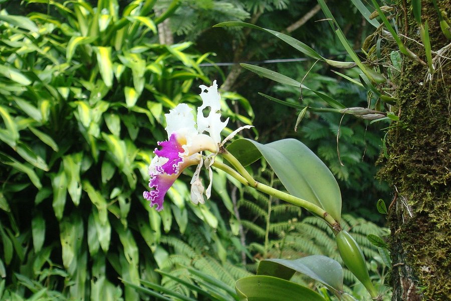 Caribbean Botanical Garden image