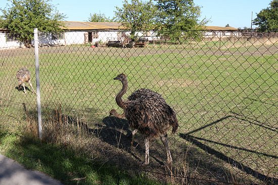 Ostrich Farm Straus Yug image